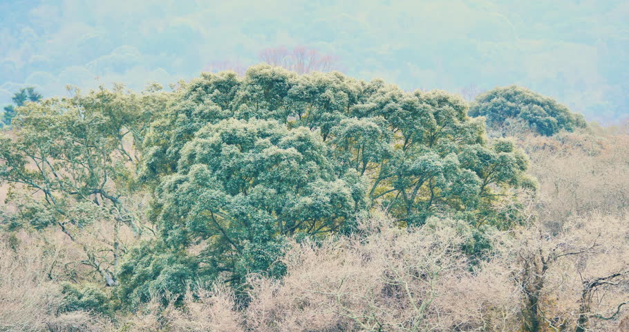 Green leaf and leafless trees in a forest