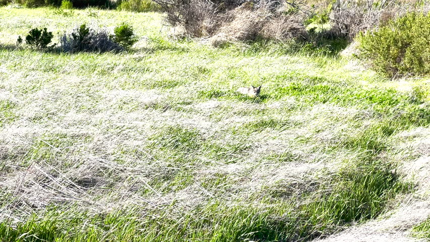 Following Channel islands Fox Through Windy Grass on Santa Rosa Island