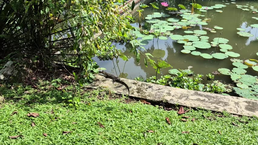 A serene park scene with a lily pad-covered pond, lush green grass, and trees, featuring a play button overlay.