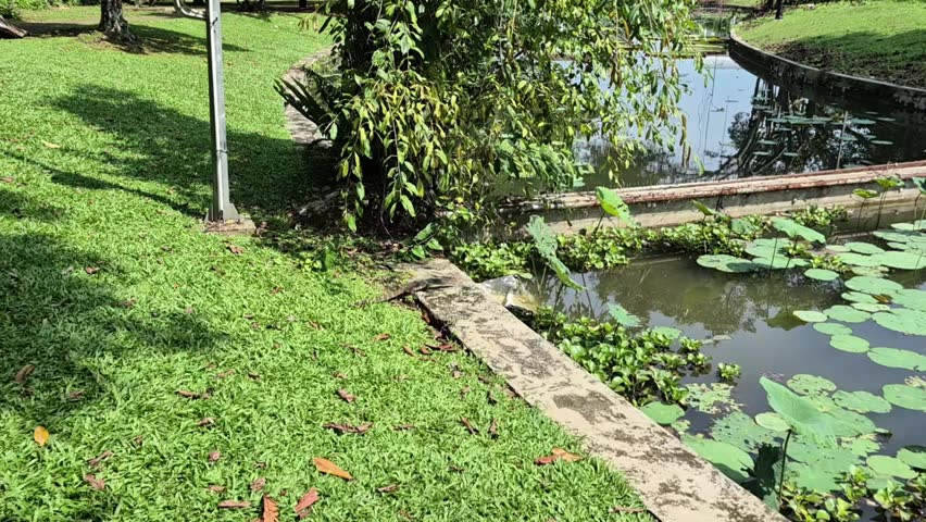A serene park scene with a lily pad-covered pond, lush green grass, and trees, featuring a play button overlay.