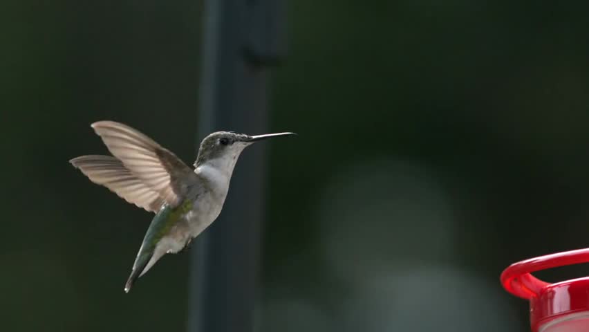 A hummingbird captured in slow motion, gracefully flapping its wings mid-flight, highlighting delicate beauty, vibrant colors, and nature’s agility in detail.