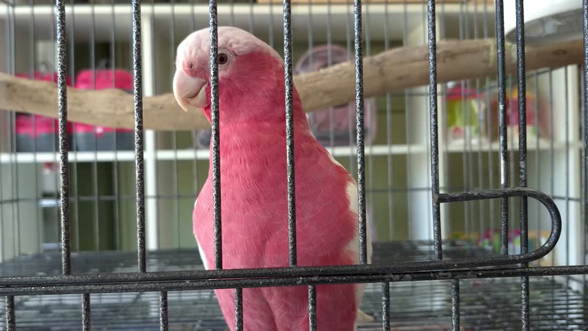 Galah cockatoo being gentle and interacting with a man.