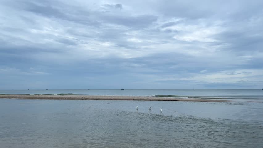 Little white egret on beach