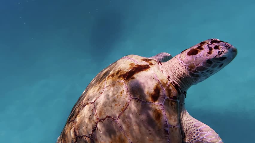 shows a sea turtle, most likely a green sea turtle or a hawksbill sea turtle, swimming in blue water. 