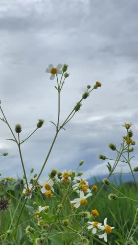 A white wildflower (Spanish needle) gently sways in the breeze, framed by distant mountains, wild grasses, and a cloudy gray-white sky. A calm vertical nature scene with soft, natural movement.