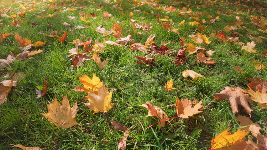 Bright autumn leafs on gason in backlit by sunbeams. Vivid fall foliage lies on green grass. Fallen autumn colorful leaves among green growth. Textured leaves at autumn time, natural scene of fall
