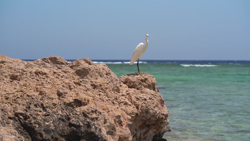 Egret white bird sitting on rock near sea shore, looking for fish