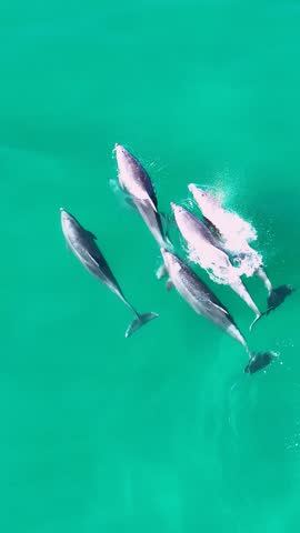 Dolphins Swimming At San Diego In California United States. Wildlife Scenery. Wild Sea Animals. Dolphins Swimming At San Diego In California United States.
