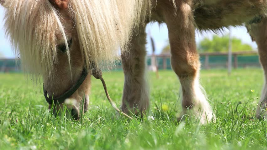 Close-up on a pony horse with a white mane grazes on a meadow with bright grass