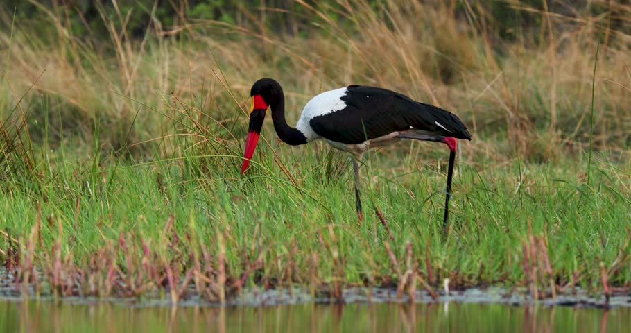 Saddle-billed stork or Saddlebill searching for food on the bank of the river Khwai in Moremi Game Reserve in Botswana