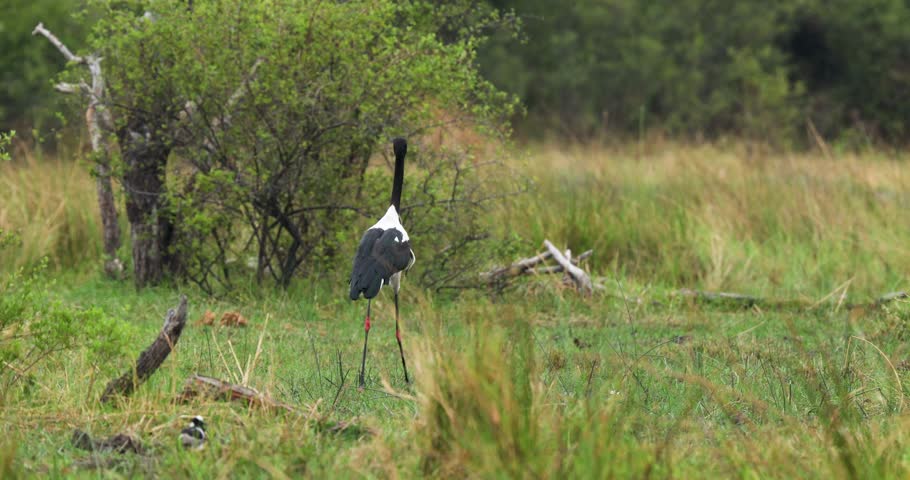 Saddle-billed stork walking away with a captured snake near river Khwai in Moremi Game Reserve in Botswana