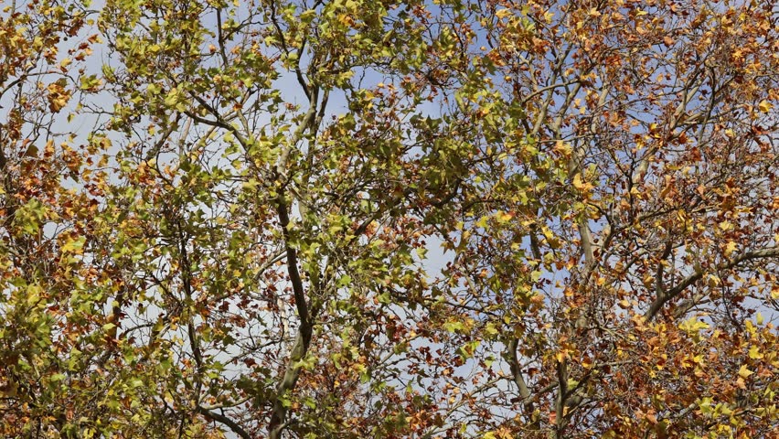A plane tree on a very windy day