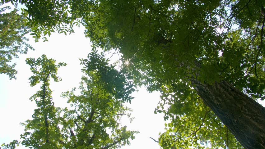 Sunlight Piercing Through Forest Canopy Natural Setting 4K Real Time