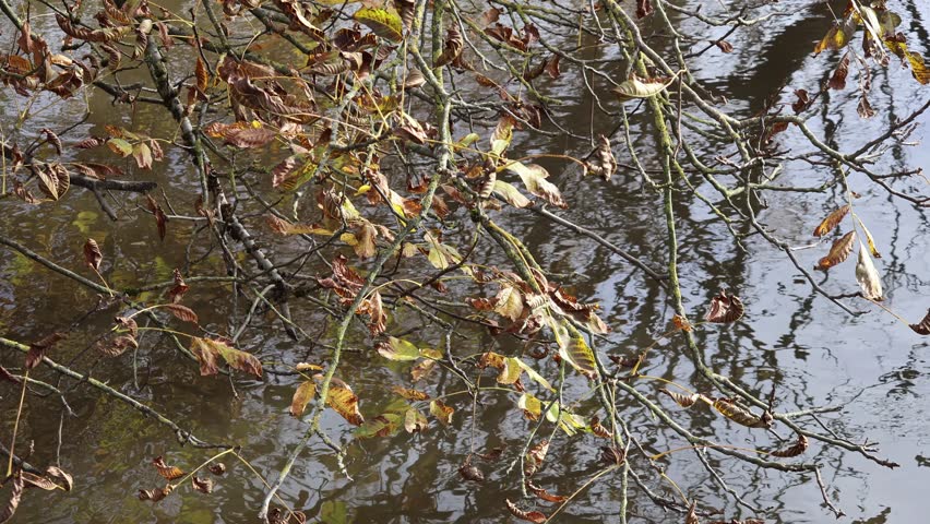 Ornamental grass on a very windy way