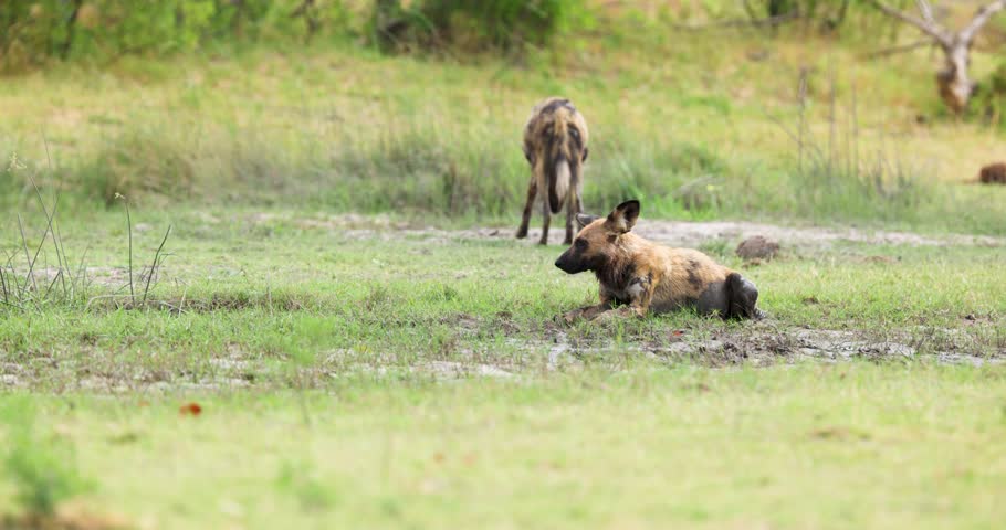 African wild dogs resting in savannah after a successful hunt in Moremi Game Reserve, Botswana