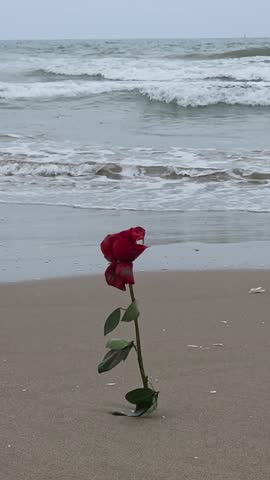 Single Red Rose at the Shoreline – Romantic Valencia Beach Scene - Spain 