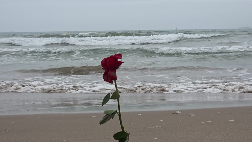 Single Red Rose at the Shoreline – Romantic Valencia Beach Scene - Spain 