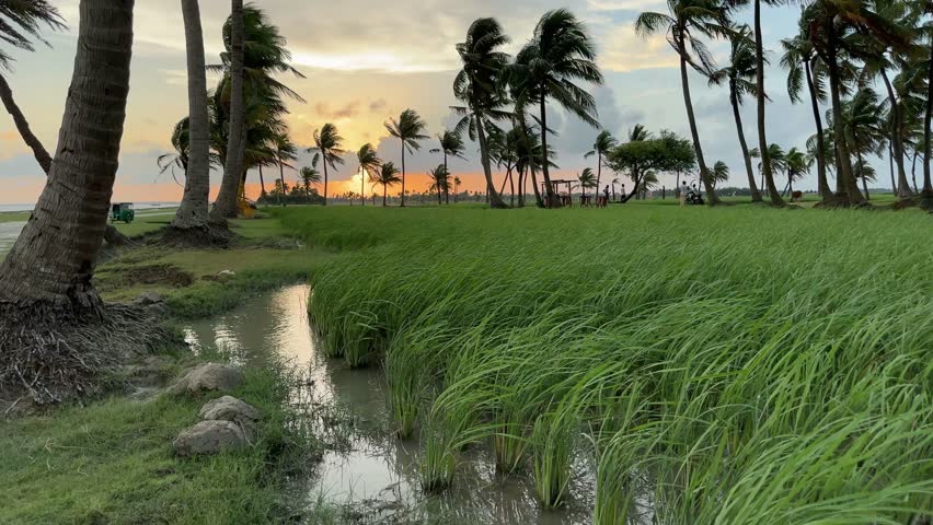 Tropical Sunset Over Grassland with Swaying Palm Trees