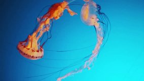 Discover the hypnotic beauty of a jellyfish aquarium. These graceful, pulsating creatures create a living kaleidoscope of color and motion, a serene underwater spectacle. - Powered by Shutterstock - Get 15% off with code: PIKWIZARD15