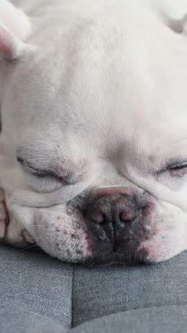 An adorable and cute French Bulldog is peacefully sleeping while relaxing on a soft surface