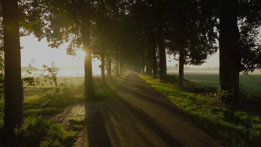 Sunrise in the forest. walking through a forest or a park with green leaves and sun shining through the foliage. Sunrise in the park.