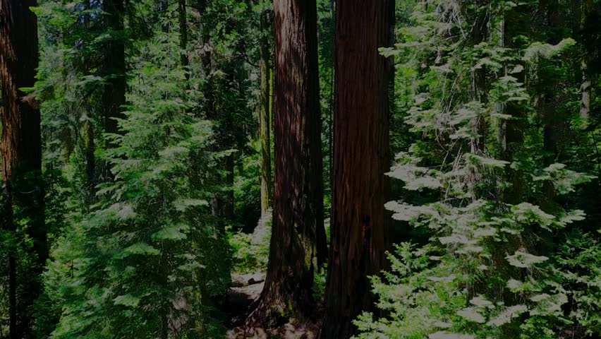 Beautiful magical sunrise in the forest. 4K cinematic footage of a lush green forest in the early morning, with long tree shadows and warm sunlight shining through the foliage