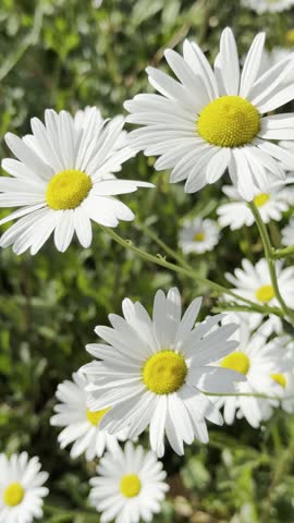 Captivating Floral Radiant Daisies in a Sunlit Garden: A Charming Charm of Blooming Flowers Under Bright Sunshine. Blossoms Vibrant Floral Photography Capturing Nature