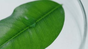 Close up of a clear liquid gel being applied to a fresh green leaf in a petri dish for scientific research or natural cosmetic development - Powered by Shutterstock - Get 15% off with code: PIKWIZARD15