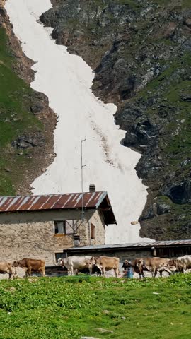 Alpine Summer Pasture with Cows Grazing Near Snow Patch and Mountain Hut. Alpine mountain cows graze in the meadows of Switzerland.