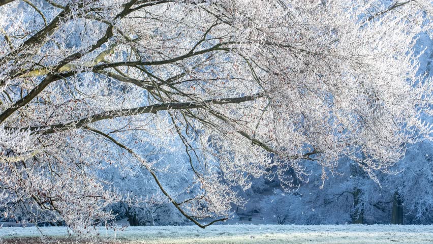 Winter landscape with a frosty tree in the foreground. Snowflakes gently falling in slow motion create a peaceful and atmospheric winter scene. Ideal as a winter background or holiday intro.