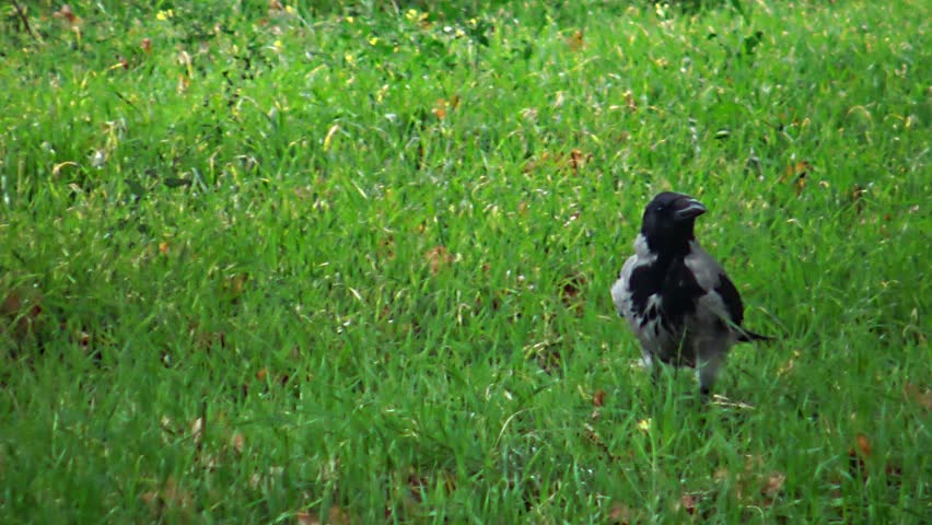 A grey crow walks on the grass in an autumn park
