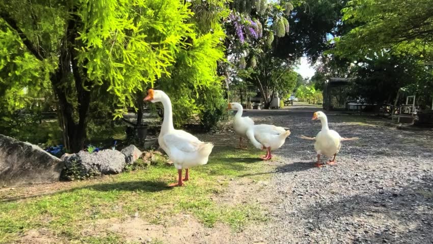 A group of geese stroll along a gravel path, with lush greenery and sunlight creating a serene outdoor scene