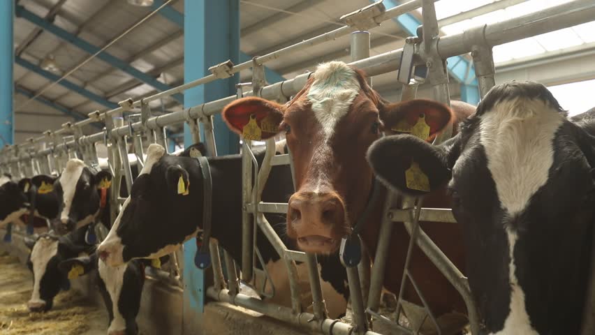 A line of black and white cows are munching on hay in a modern farm barn, with a red and white cow visible in the background.