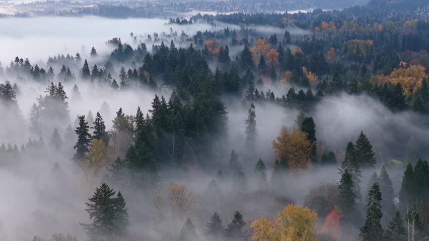Thick morning fog drifts through a scenic, forested Pacific Northwest landscape near Portland, Oregon. Fog and mist forms when moist air cools to its dew point, causing water vapor to condense.