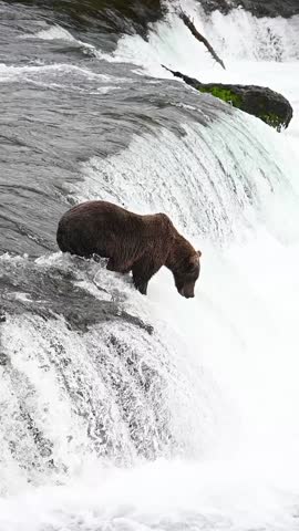 An adult coastal brown bear catches a salmon