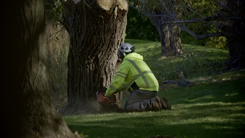 View of professional tree cutting services. Worker cutting tree with a chainsaw in the park. The person is wearing safety gear including a helmet and high-visibility jacket