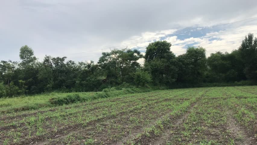 Natural Landscape With Seedlings, Soil, and Trees on a Cloudy Day