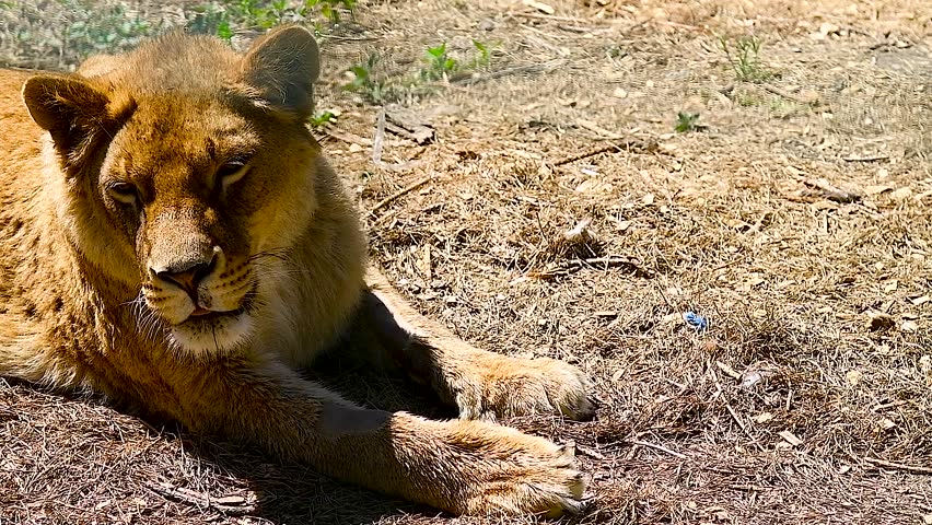 Portrait of a young lion in an aviary in a cat shelter. A young lion on a sunny summer day.
