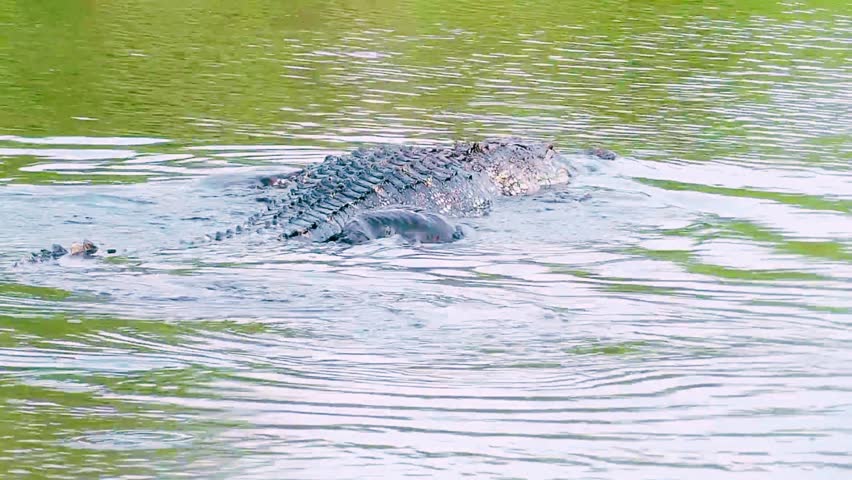Alligator swimming on the lake water ripples 