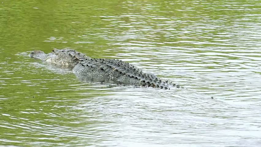alligator on the lake swimming in looking for something  