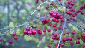 Closeup, red berries of the European holly. - Powered by Shutterstock - Get 15% off with code: PIKWIZARD15