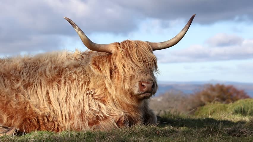 Brown Highland Coo with Horns in Scotland. Shaggy Long-Haired Cow Lies Down on Grass in Pentland Hills Regional Park.