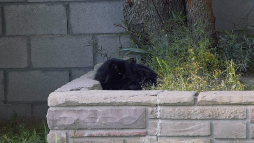 A relaxed domestic cat lying on a flower bed, surrounded by natural outdoor lighting.