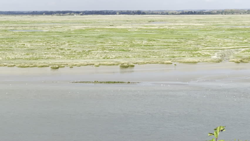 Cap Hornu tidal marsh and mudflats at low tide seen from Saint-Valery-sur-Somme, Somme Bay, with flocks of seagulls over winding channels, salt-meadow pastures and a calm spring sky on the horizon