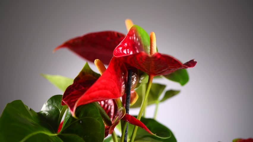 Red Anthurium House plant Anturium rotating in flowerpot over grey background, Anthurium heart shaped flower, Flamingo flowers or Anthurium andraeanum (Araceae, Arum). 