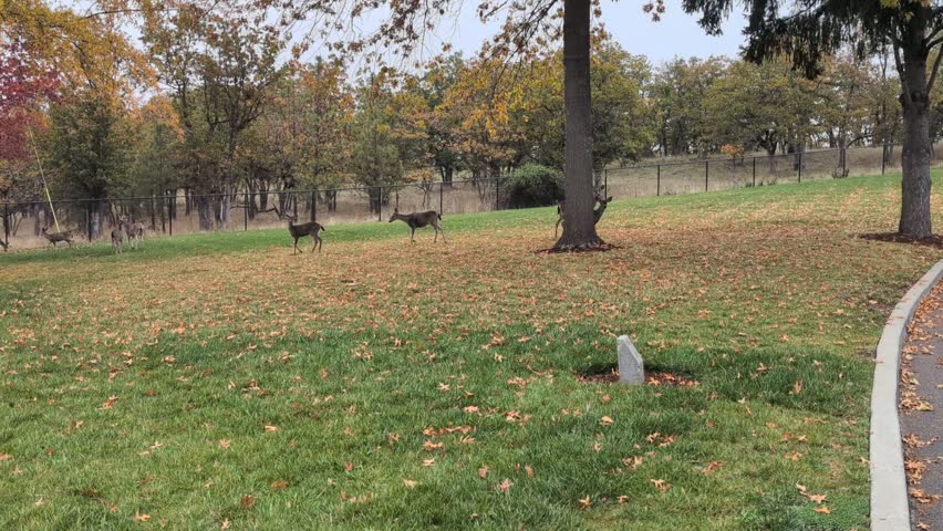 Group of deer, including fawns, grazing on cemetery grass among autumn trees shedding colorful leaves, with a fence and open field behind them on a calm, cloudy fall day
