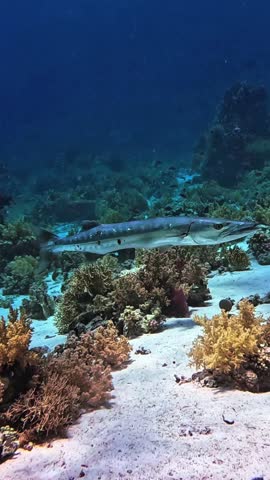 Great barracuda (Sphyraena barracuda) Taken in Sharm el Sheikh, Egypt.