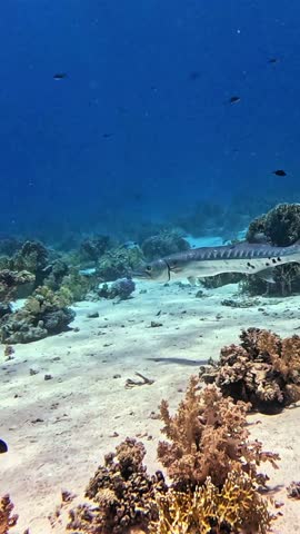 Great barracuda (Sphyraena barracuda) Taken in Sharm el Sheikh, Egypt.
