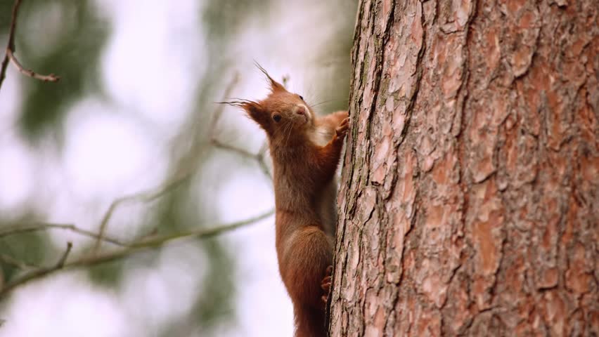 A close-up of red squirrel (Sciurus vulgaris) climbing on tree trunk vertical hanging head up and down and stretching its paws in autumn nature. Warm toned wildlife take with rodent animal.