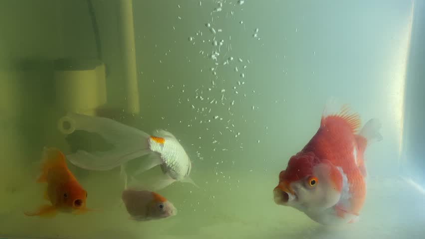 A close-up shot of a beautiful Goldfish (Carassius auratus), possibly an Oranda or Ranchu, swimming slowly in a murky, brown aquarium or pond water.